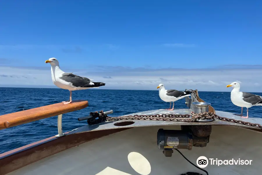 Ventura Sportfishing