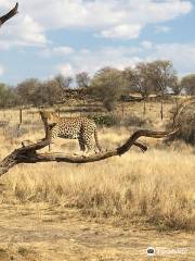 Safari Gastefarm Dusternbrook