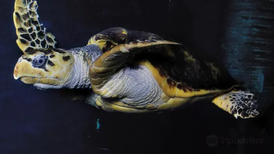 サン・マロ水族館