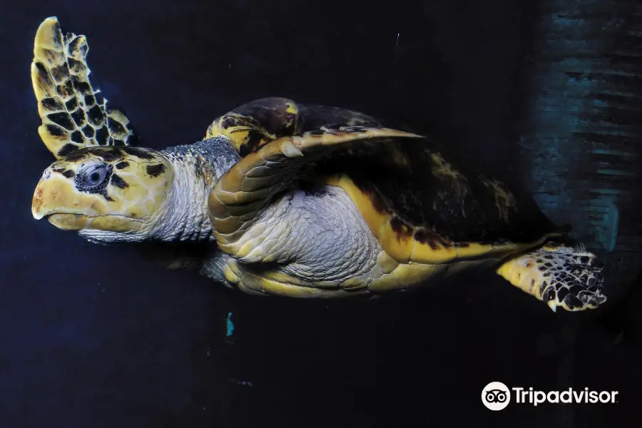 サン・マロ水族館