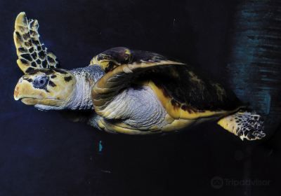 Grand Aquarium Saint Malo