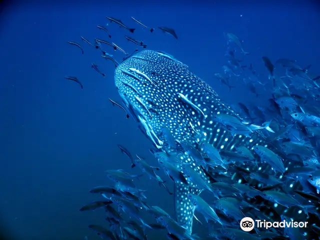 Diving in Koh Samui