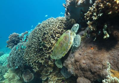 Coral Dive & Adventure