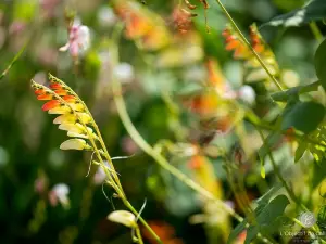 The Potager Extraordinaire