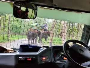 Bengal Safari