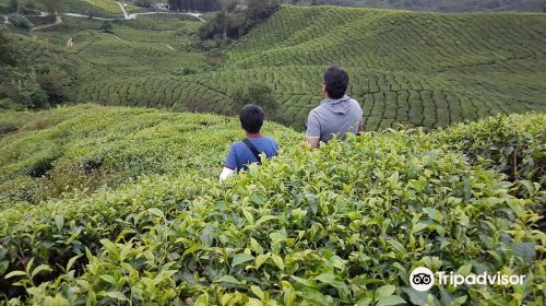 Gunung Brinchang