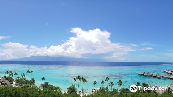Spirou THEBAUD - Lady in blue