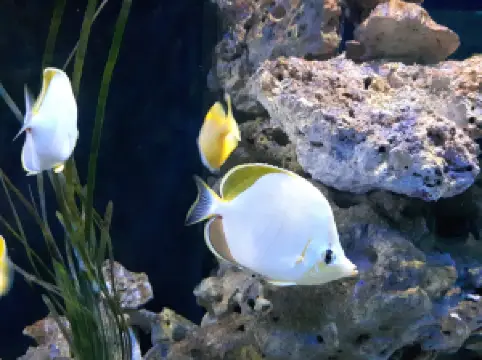 Theme Park Marine Aquarium GmbH