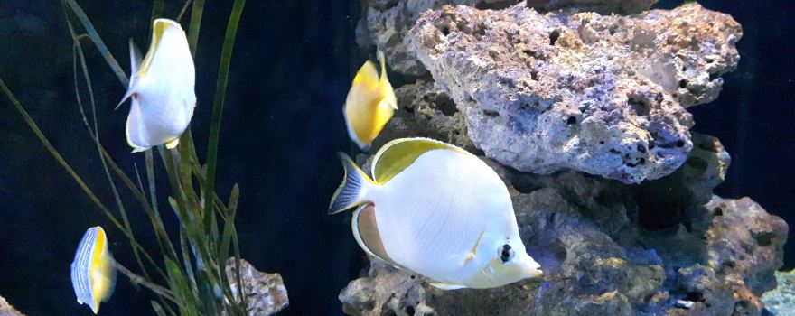 Theme Park Marine Aquarium GmbH