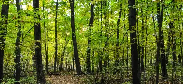Hotels in Forest Hills