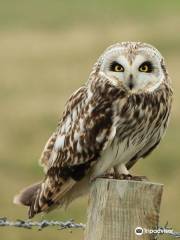 Western Isles Wildlife