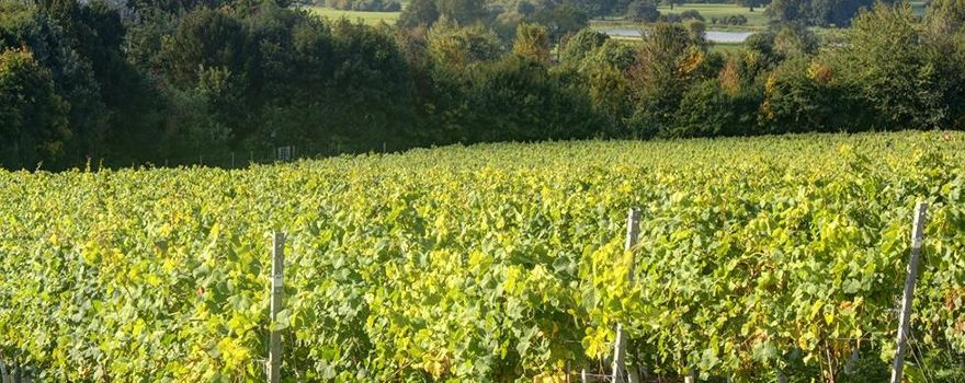 Stopham Vineyard and Winery