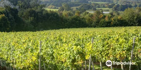 Stopham Vineyard