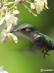 Ahhh...Ras natango Gallery and garden