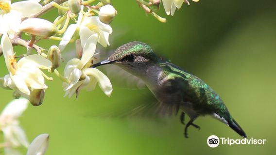 Ahhh...Ras natango Gallery and garden