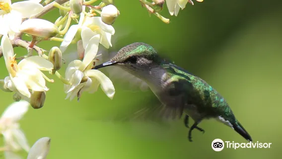 Ahhh...Ras natango Gallery and garden