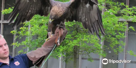Southeastern Raptor Center