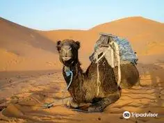 Camel Trekking Excursions