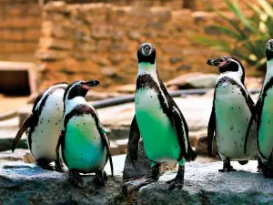 Birdworld