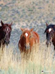 Pilot Butte Wild Horse Scenic Loop