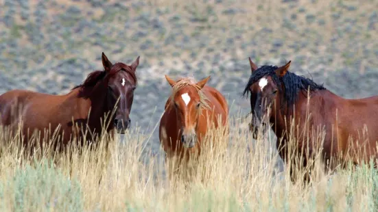 Pilot Butte Wild Horse Scenic Loop