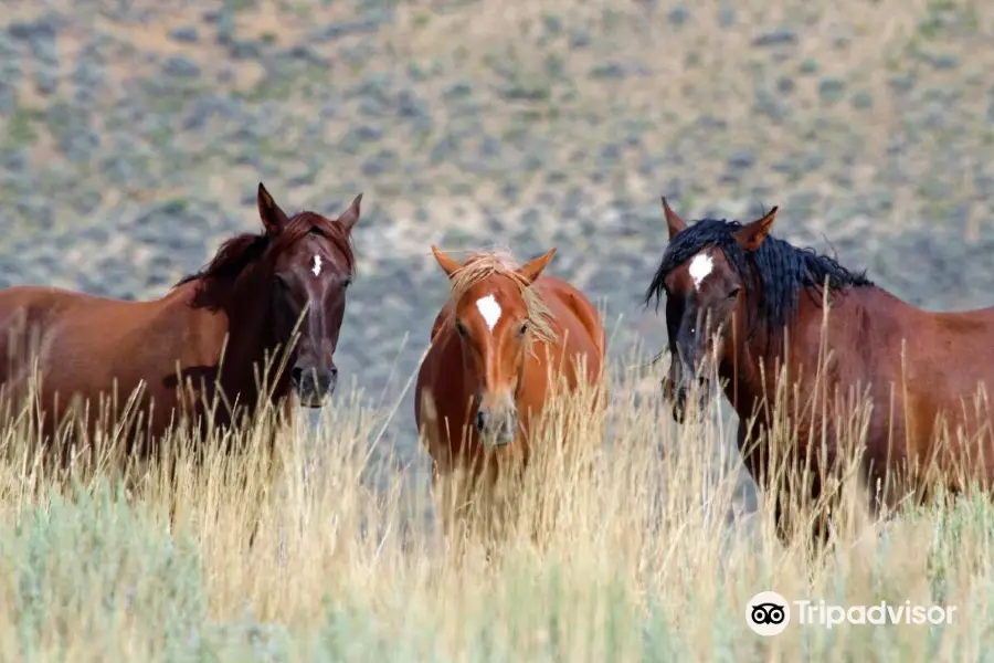 Pilot Butte Wild Horse Scenic Loop