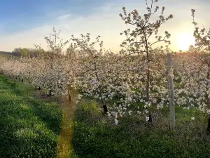 Perry Lowe Orchards