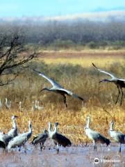 Whitewater Draw Wildlife Area