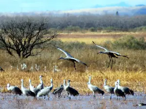 Whitewater Draw Wildlife Area