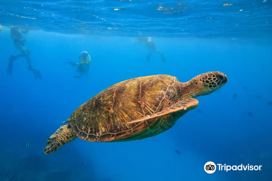 Living Ocean Scuba