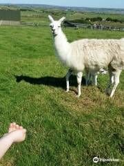 Moher Hill Open Farm