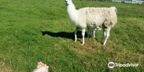 Moher Hill Open Farm