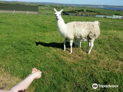 Moher Hill Open Farm and Leisure Park