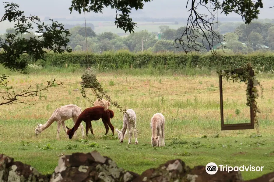 John Muir Alpacas