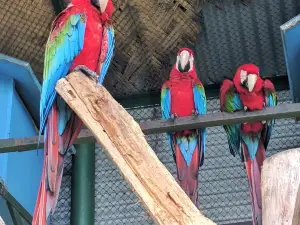 Bangabandhu Sheikh Mujib Safari Park