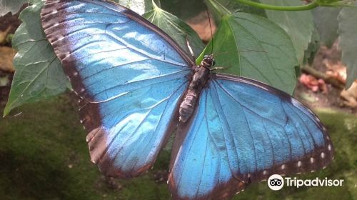 Stratford Butterfly Farm