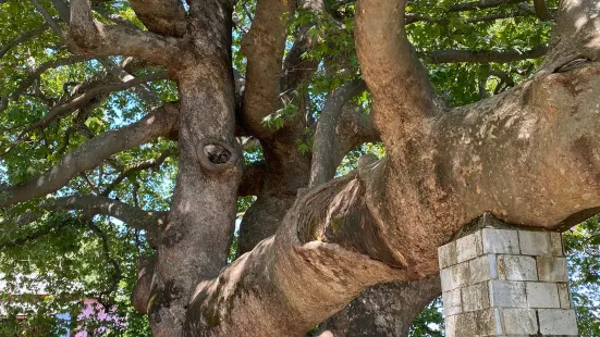 1,000 Year Old Platanus Tree