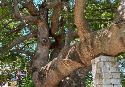 1,000 Year Old Platanus Tree