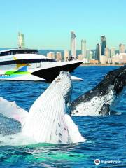 Whale Watching Gold Coast