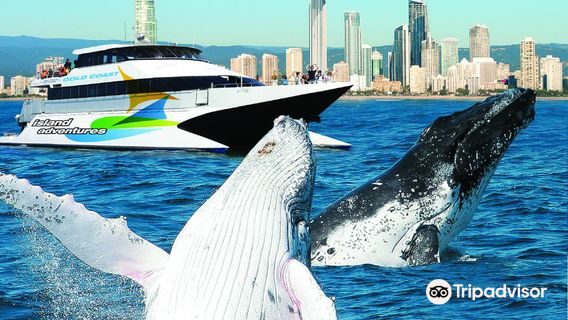 Whale Watching Gold Coast