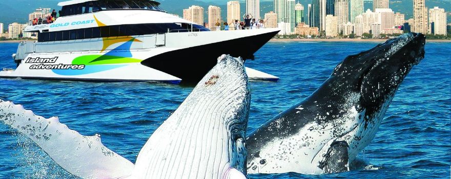 Whale Watching Gold Coast
