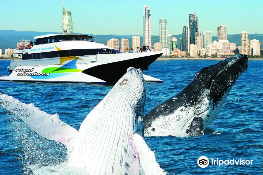 Whale Watching Gold Coast