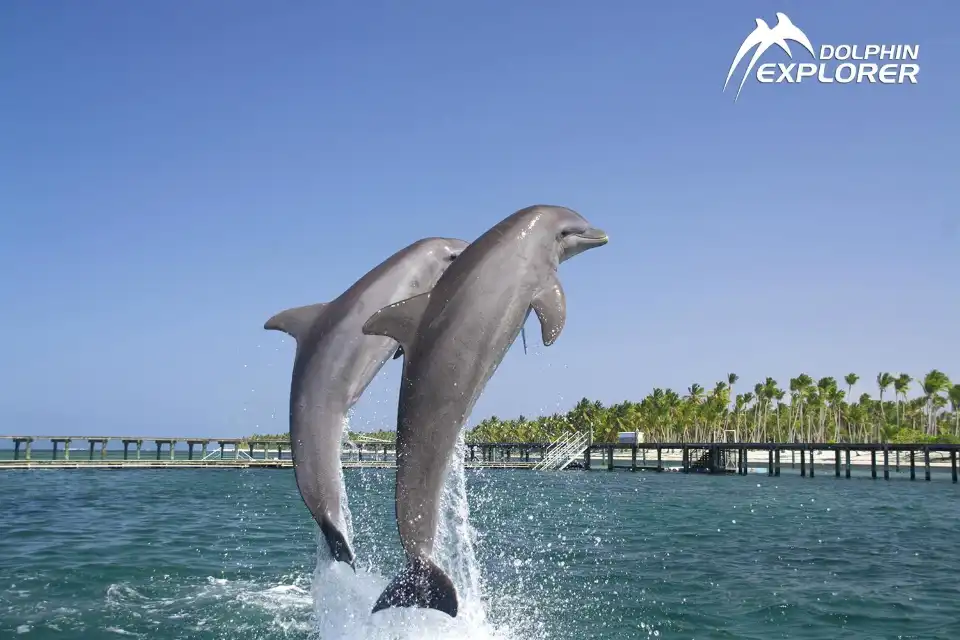 4_Dolphin Explorer