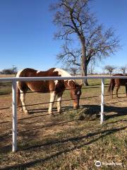 Ranch Hands Rescue Counseling Center