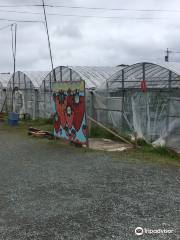 Genkai Strawberry hunting plantation