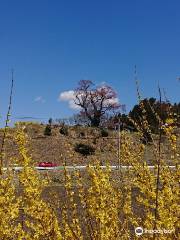 Shionosaki Cherry Blossoms