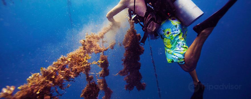 Civa Pearl Farm