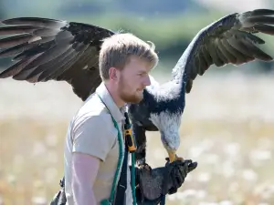 Hawk Conservancy Trust Bird of Prey Centre