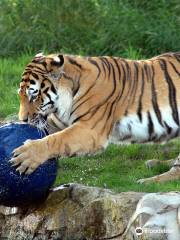 約克郡野生動物園