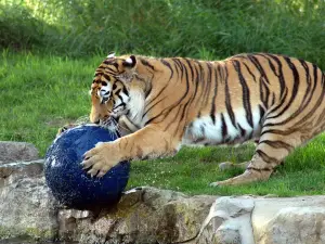 約克郡野生動物園